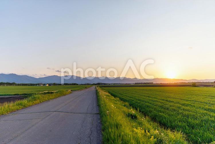 夕焼けと十勝の畑 夕焼けと十勝の畑,夕焼け,道の写真素材