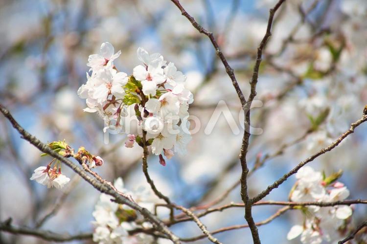 開花初期の桜の枝 桜,サクラ,白い桜の写真素材