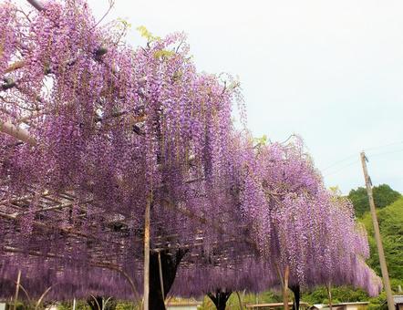 beautiful purple wisteria, JPG