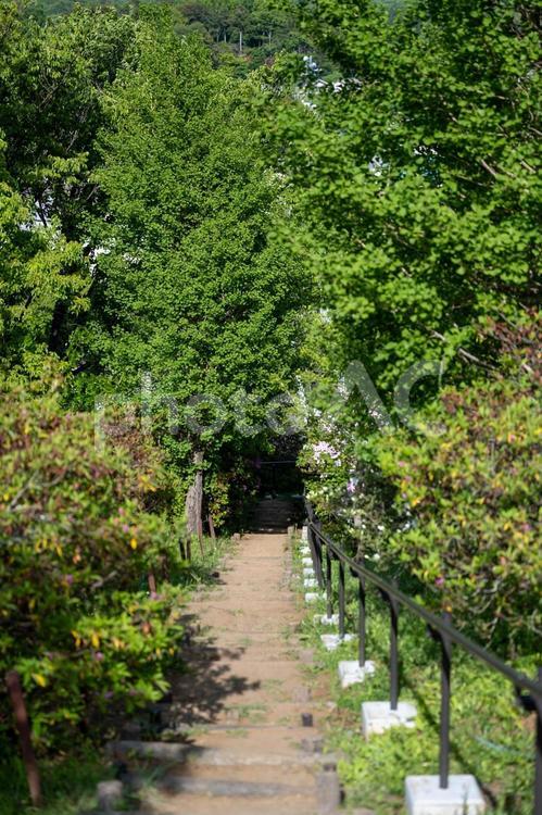 新緑の階段 新緑,階段,風景の写真素材