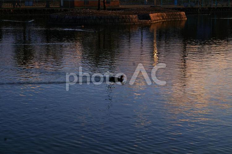 夕闇に浮かぶシルエットの水鳥 水鳥,シルエット,夕景の写真素材