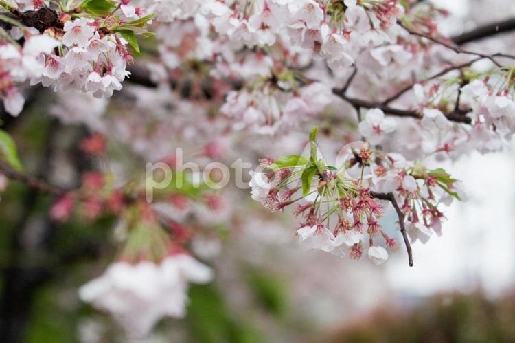 7分咲き 桜,さくら,7分咲きの写真素材