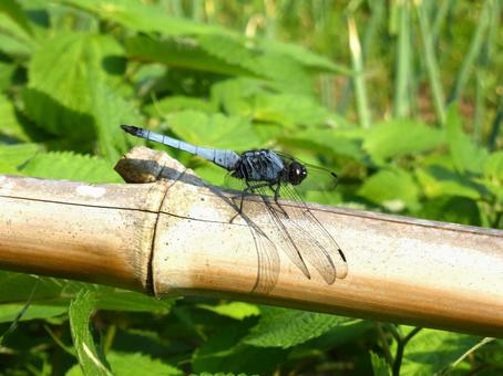 公園の竹垣に止まるシオカラトンボ シオカラトンボ,蜻蛉,虫の写真素材