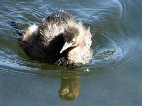 川面を泳ぐカイツブリ 川面を泳ぐカイツブリの写真