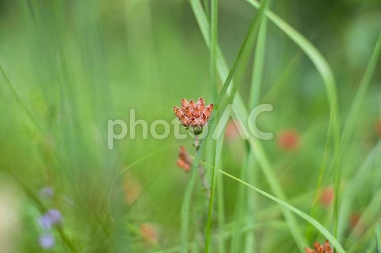 小さな植物の芽生え 芽生え,小さな植物,コケの写真素材