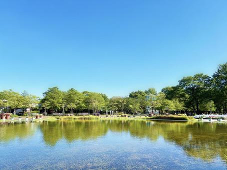 公園の池に反射する木々と青空 公園の池に反射する木々と青空 公園,空,青空の写真素材