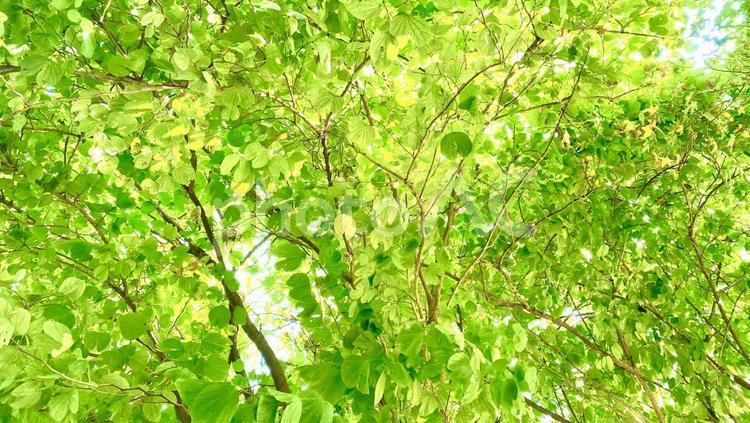 森林の枝葉と木漏れ日 木,樹木,木漏れ日の写真素材