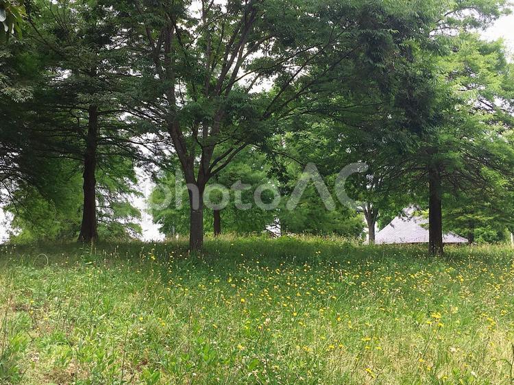 黄色い花が咲く公園の風景 公園,木,大木の写真素材