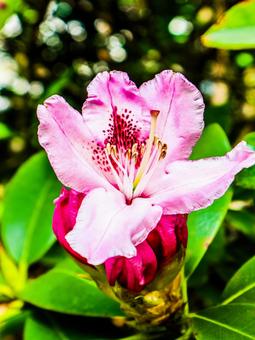 ピンクパール シャクナゲ,セイヨウシャクナゲ,ピンクパールの写真素材