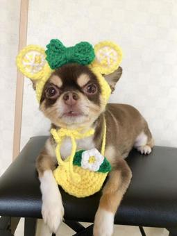 くまだワン くまだワン チワワ,犬,小型犬の写真素材
