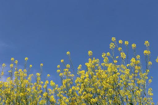 菜の花と青空 菜の花と青空の写真