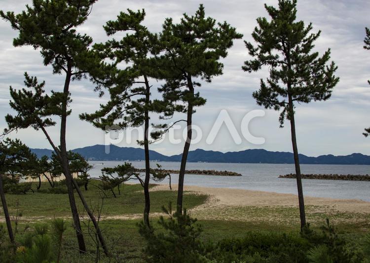 風景　松林と海岸線 風景,松林,木の写真素材