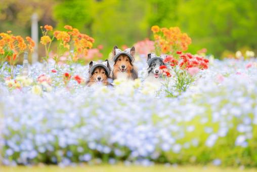 シェルティ シェルティの写真