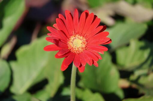 赤い花びらのガーベラの花のアップ 赤い,花びら,ガーベラの写真素材