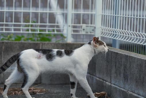 フェンスの向こうを見つめる茶牛柄猫 フェンスの向こうを見つめる茶牛柄猫 牛柄猫,cawcat,ハチワレ猫の写真素材