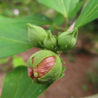 ムクゲ（木槿） ムクゲ,木槿,花の写真素材