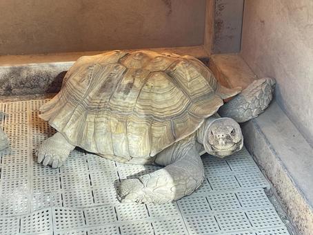 Photo, tortoise, turtle, reptiles, 