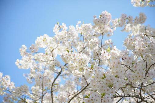 桜 桜の写真