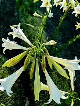 花　紋章を思わせる配置のユリ 花,ユリ,百合の写真素材