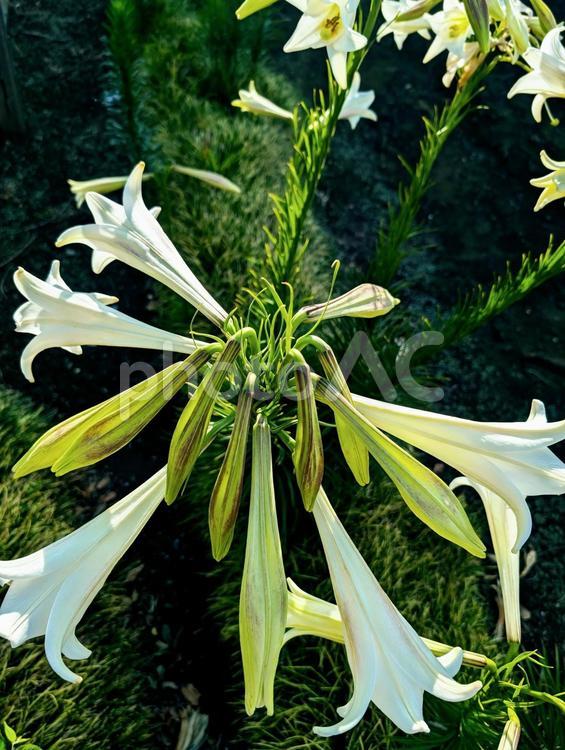 花　紋章を思わせる配置のユリ 花,ユリ,百合の写真素材
