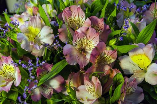 アルストロメリア14（田原市） アルストロメリア,田原市,愛知県の写真素材