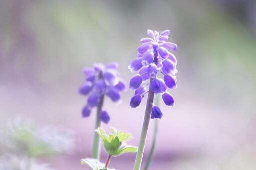 The arrival of spring and beautiful muscari flowers, JPG The arrival of spring and beautiful muscari flowers, JPG