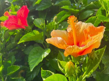 赤い花を背景に咲くオレンジのハイビスカス 赤い花を背景に咲くオレンジのハイビスカス ハイビスカス,オレンジ,赤の写真素材