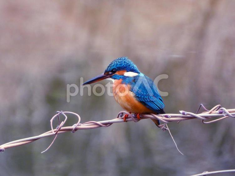 水面上の枯れた蔓にとまるカワセミ カワセミ,鳥,鳥類の写真素材
