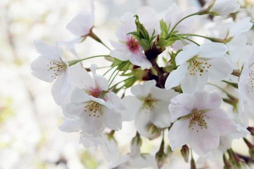 温かな春の日差しを喜ぶ桜の花 温かな春の日差しを喜ぶ桜の花 桜,さくら,花見の写真素材