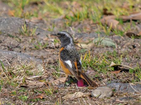 照片, 黄尾鸲, 乔比奥, 雄性daurian redstart, 