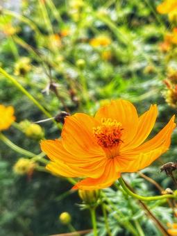 秋空とオレンジ色のコスモス 秋空とオレンジ色のコスモス 背景,秋,花の写真素材