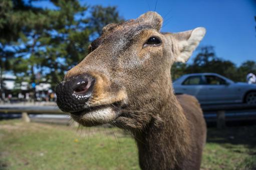 奈良の東大寺にいる鹿のどアップ 日本,奈良,東大寺の写真素材