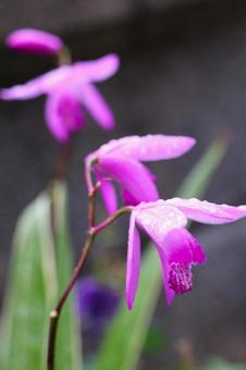 5月上旬の庭の雨上がりのシランの花 5月上旬の庭の雨上がりのシランの花の写真