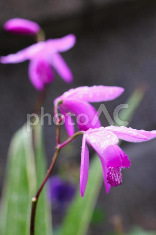５月上旬の庭の雨上がりのシランの花 背景,シラン,花の写真素材