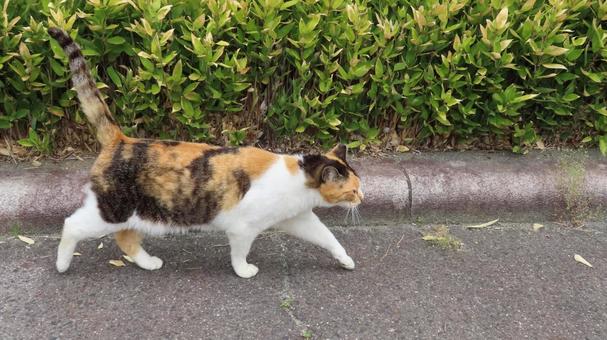 日々のパトロールを欠かさない可愛い三毛猫 日々のパトロールを欠かさない可愛い三毛猫 三毛猫,猫,パトロールの写真素材