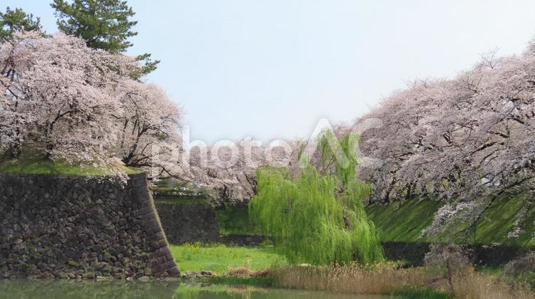 名古屋城　西の丸外周の石垣と満開の桜 名古屋城,天守閣,天守の写真素材