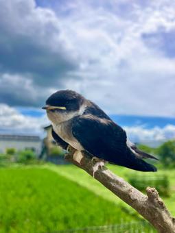 Photo, stag beetle, swallow, wild bird, 