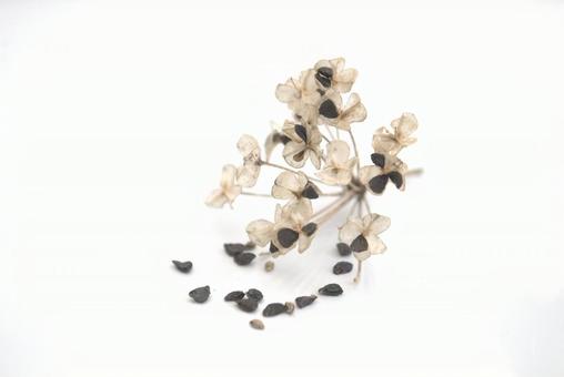 韮の種子 ニラ,韮,種子の写真素材