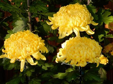 【風景写真】福山菊花展覧会の風景の写真