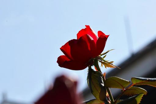 春秋に咲くバラの花(東京競馬場バラ園)4 春秋に咲くバラの花(東京競馬場バラ園)4 バラ,花,春の写真素材
