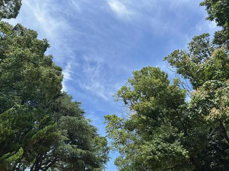 公園の青空 青空,自然,晴天の写真素材