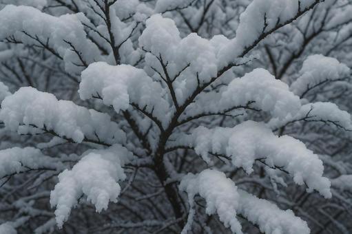 綿雪を抱く枝先 綿雪を抱く枝先の写真