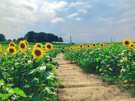 夏空に咲く元気なひまわりの花 夏空に咲く元気なひまわりの花 ひまわり,向日葵,夏の写真素材