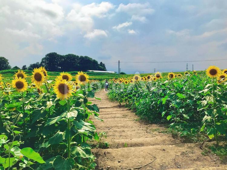 夏空に咲く元気なひまわりの花 ひまわり,向日葵,夏の写真素材