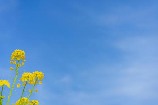 満開の菜の花の写真