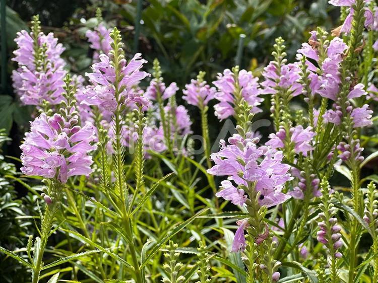 我が家の庭（花虎の尾） トラノオ,花虎の尾,ピンク色の写真素材
