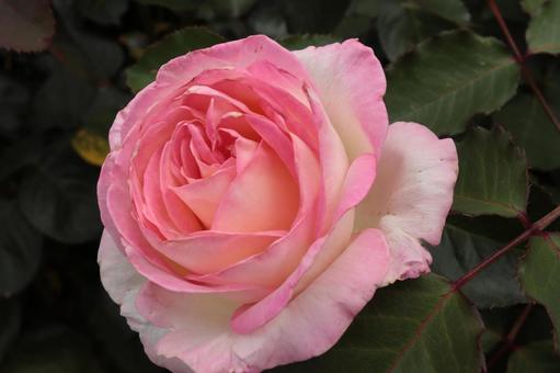 バラ園で鮮やかな薔薇を撮った写真です 花,薔薇,自然の写真素材