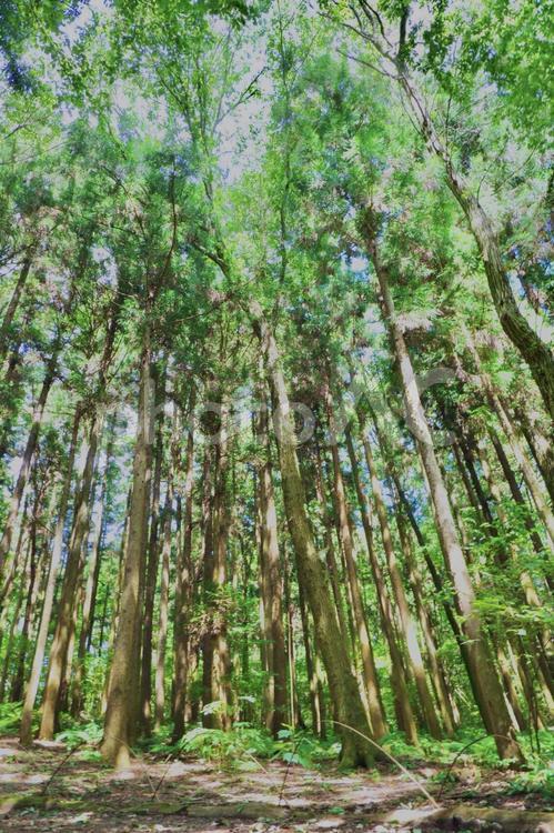 木漏れ日 山道,自然,木漏れ日の写真素材