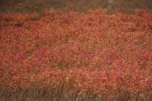 佐賀 干潟よか公園 シチメンソウ7 シチメンソウ,七面草,干潟よか公園の写真素材