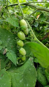 家庭菜園のミニトマト 家庭菜園,野菜,畑の写真素材